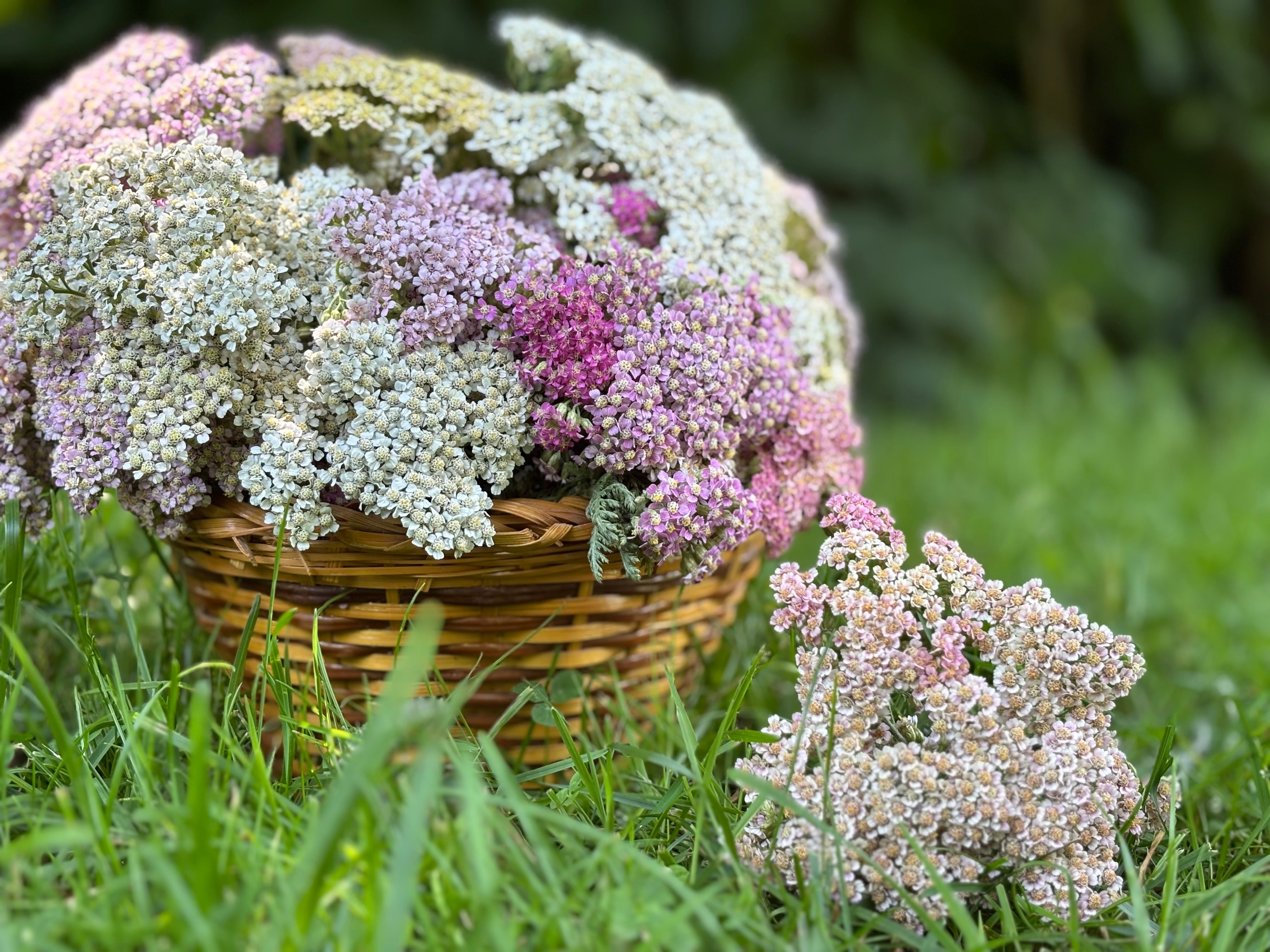 Panier rempli d'inflorescences d'achillée Millefeuille colorées (rose, mauve, blanches, jaunâtre...).