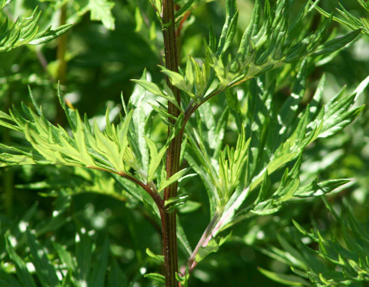 Armoise Vulgaire (tisane Biologique)