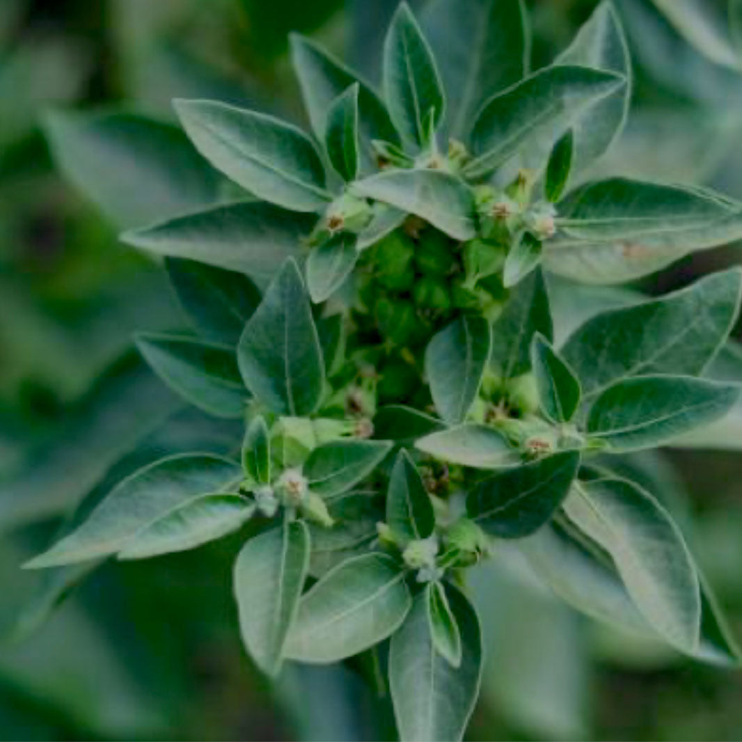 ASHWAGANDHA (EXTRAIT BIOLOGIQUE)