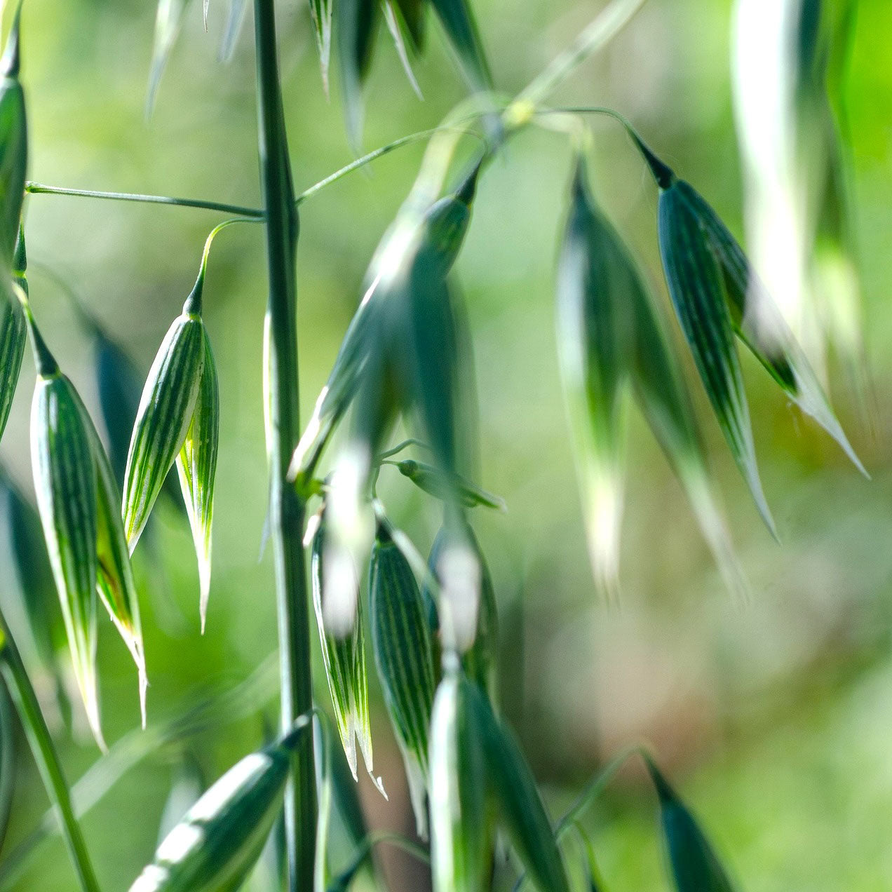 Oats (organic Extract)