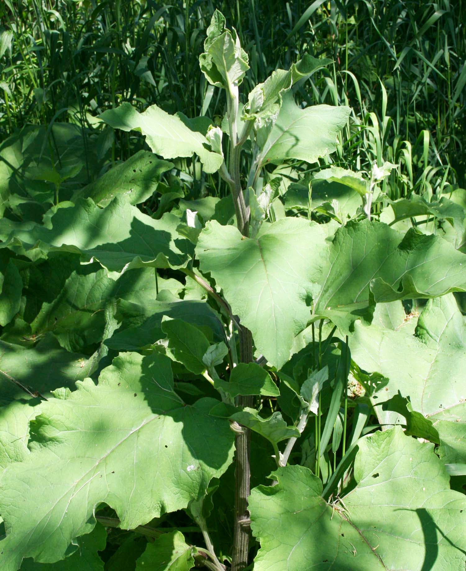Bardane Racine (tisane Biologique)