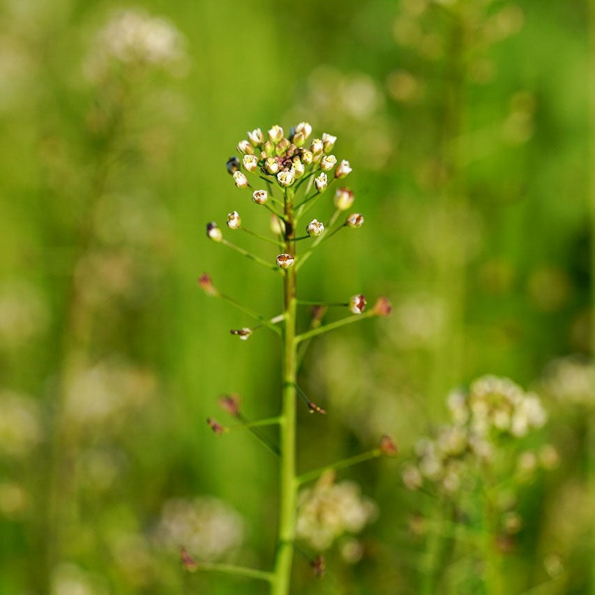Sheperd's Purse (organic Extract)