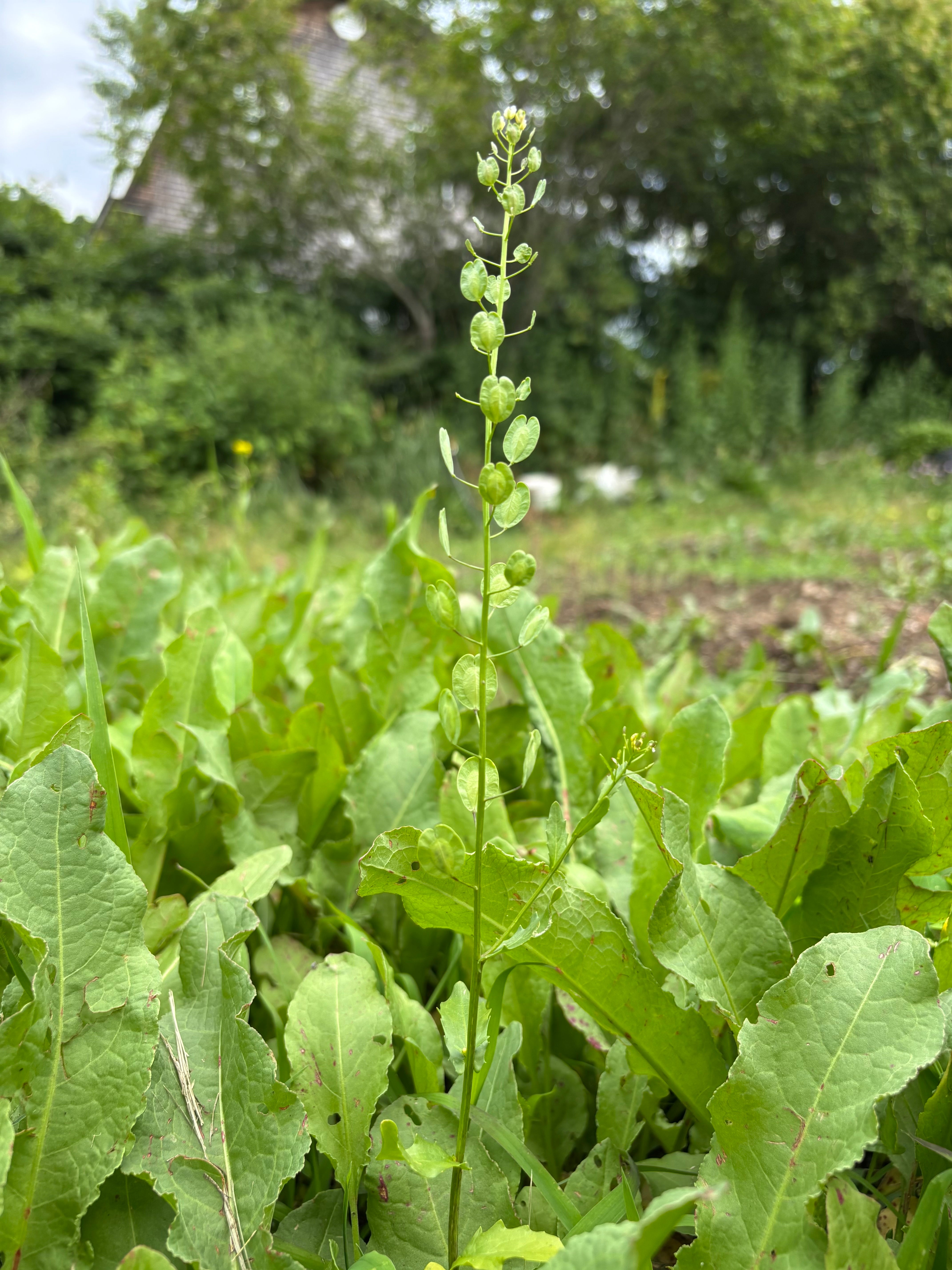Sheperd's Purse (organic Extract)
