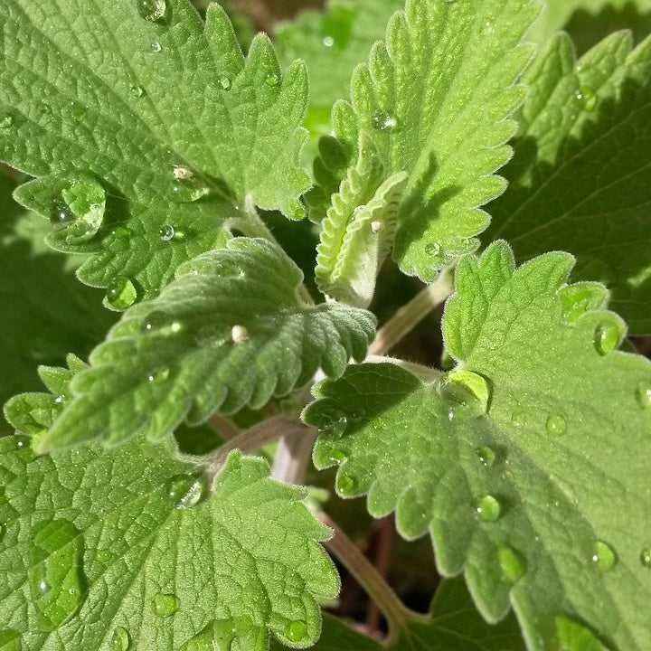 Catnip (organic Extract)