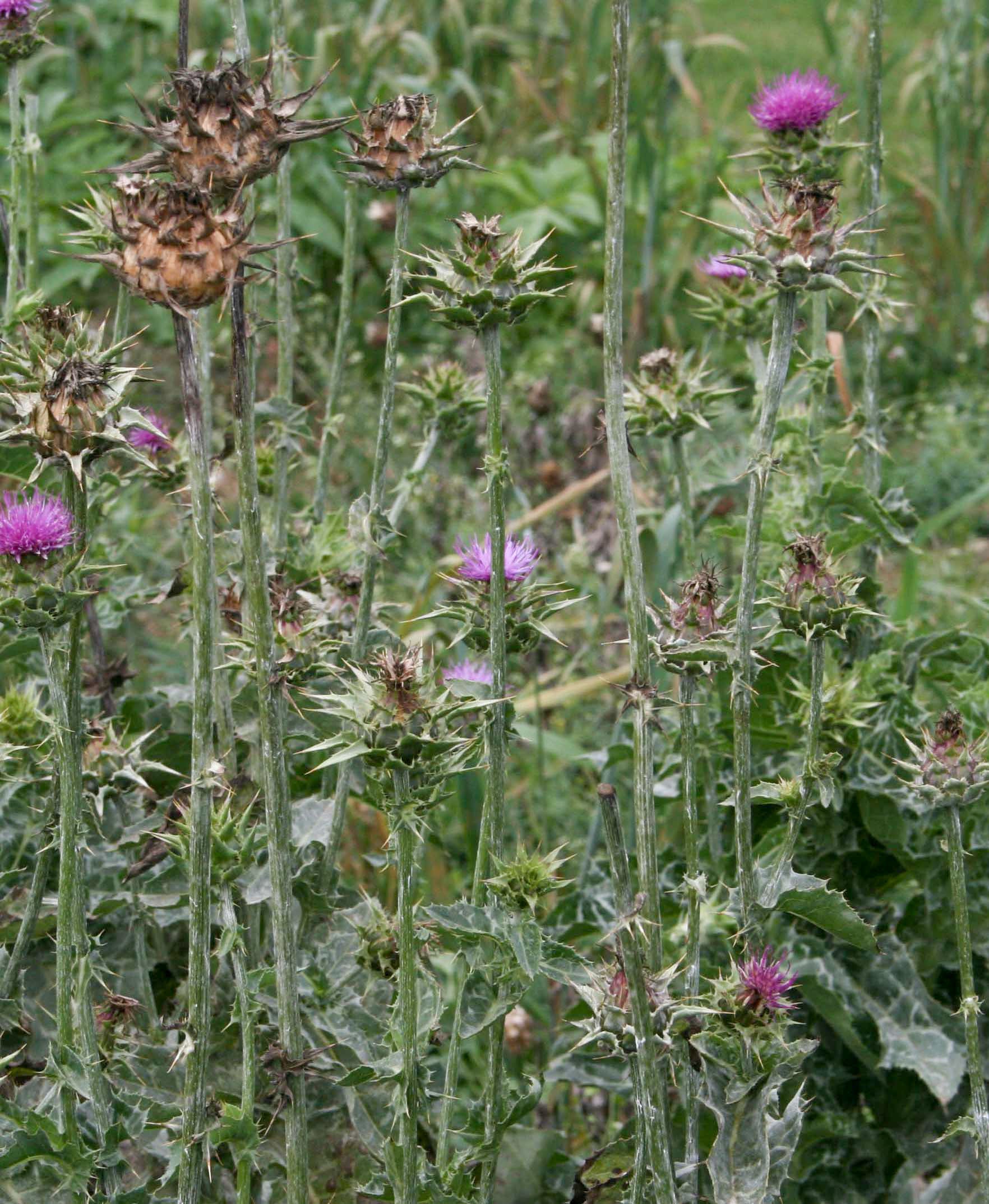 Milk Thistle (organic Extract)