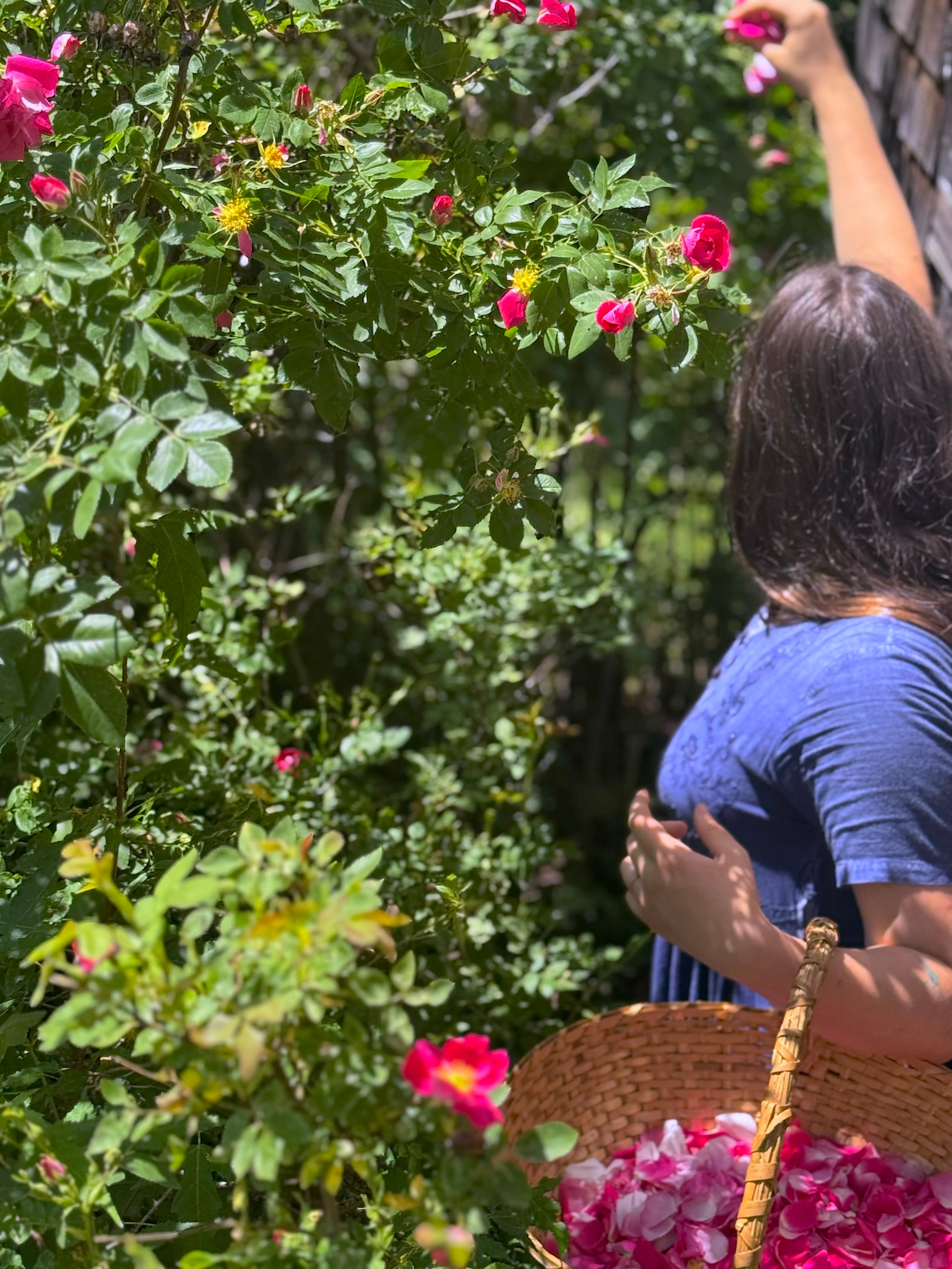 Cueillette de pétales de Roses par une employée de La Val'Heureuse