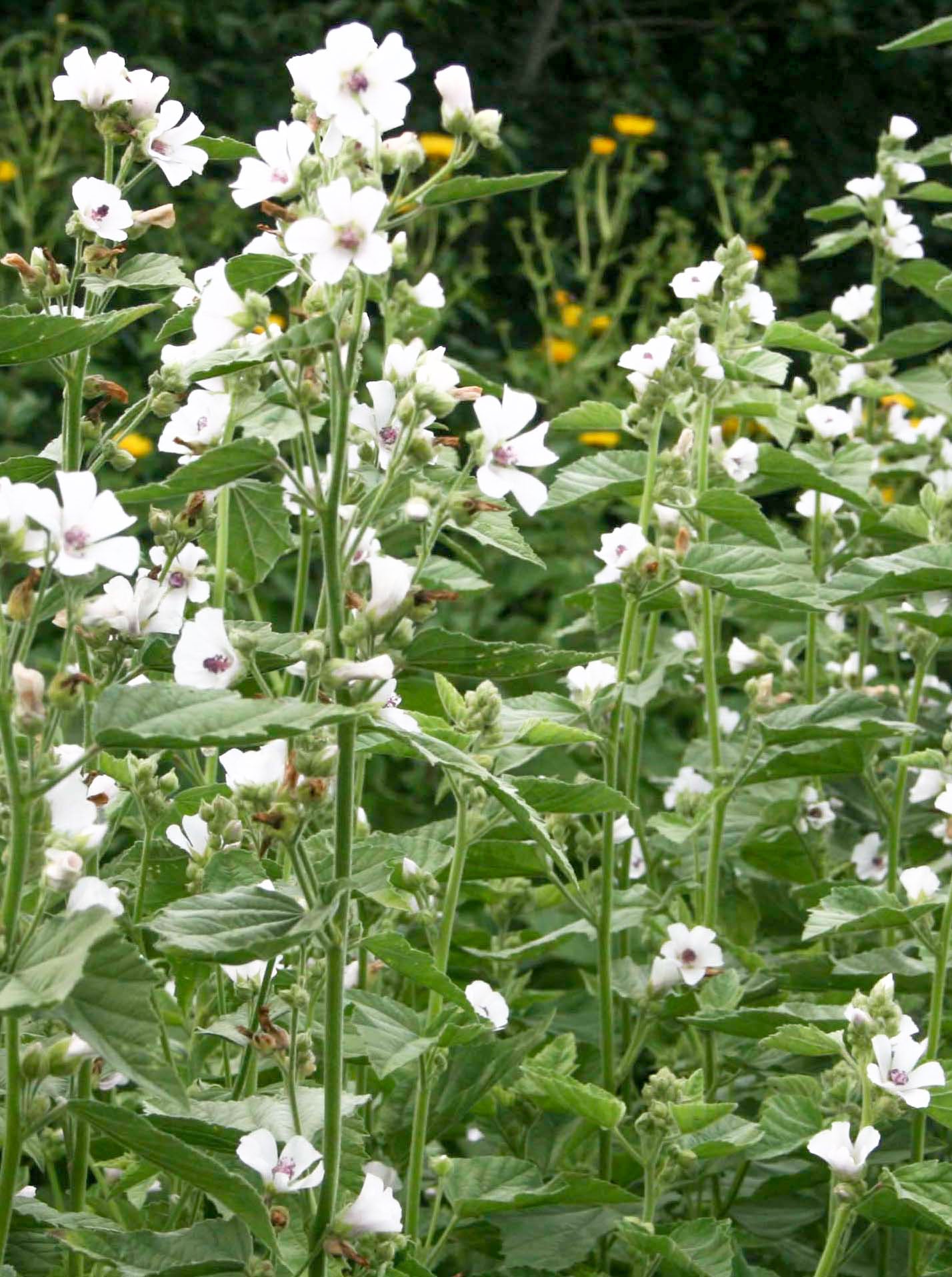 Marshmallow (organic Extract)