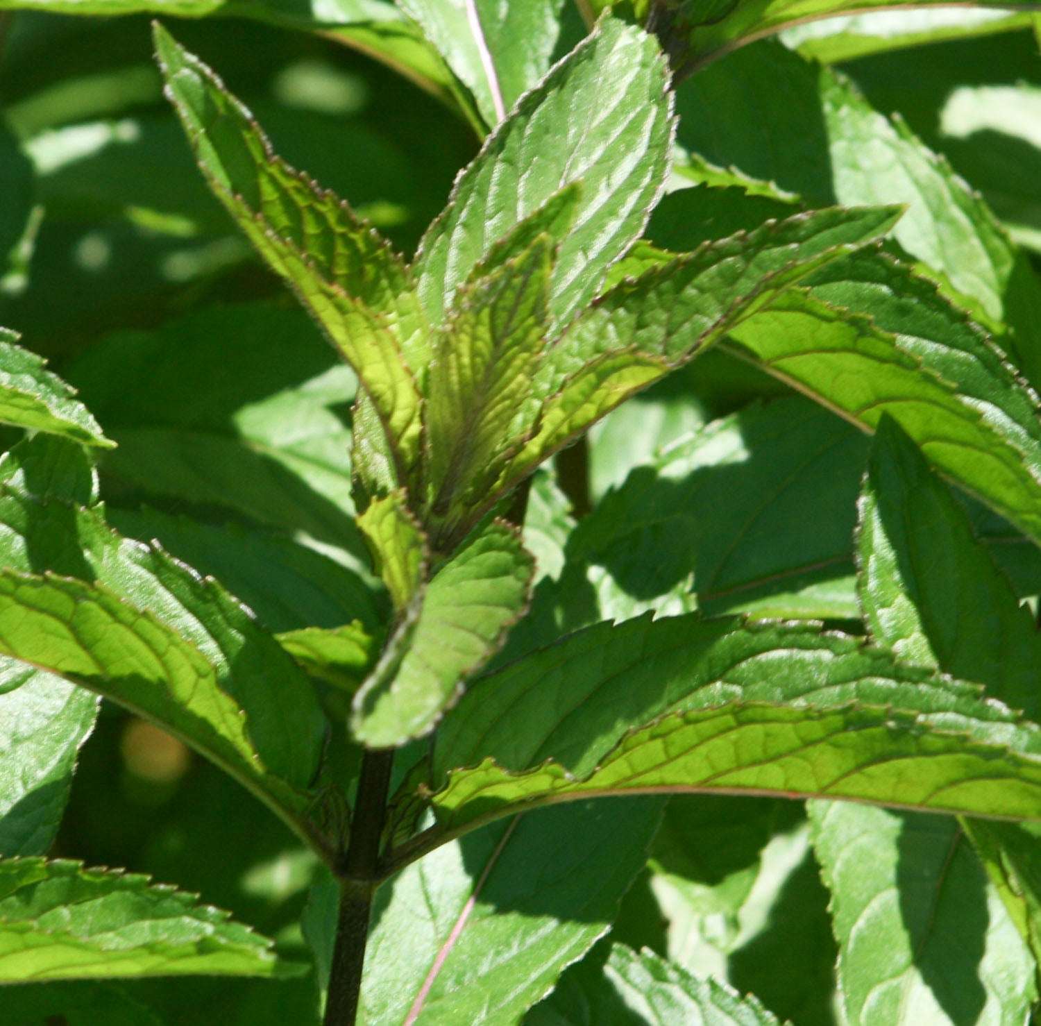 Menthe Poivrée (tisane Biologique)