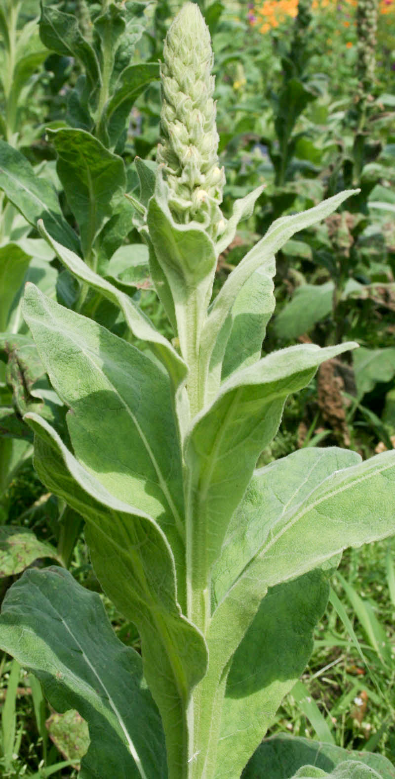 Molène Ou Bouillon-blanc Feuilles (tisane Biologique)