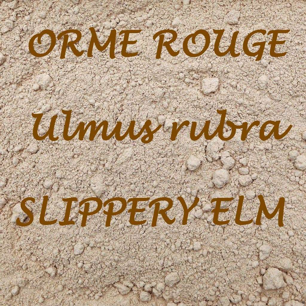 Orme Rouge Ecorce (tisane Biologique, Poudre)