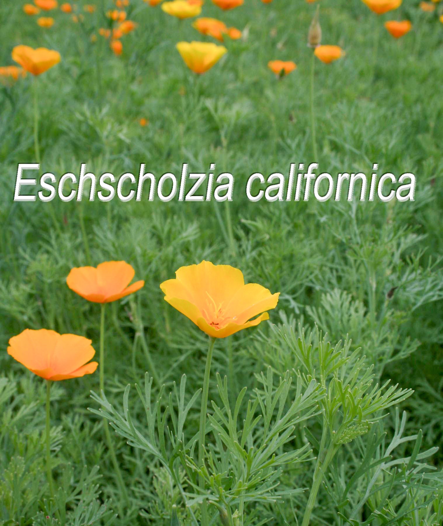 California Poppy (organic Extract)