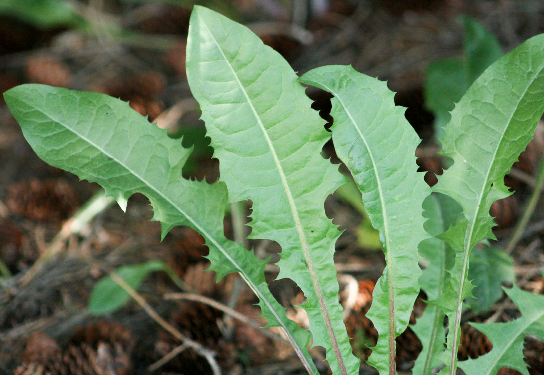 Dandelion (organic Extract)