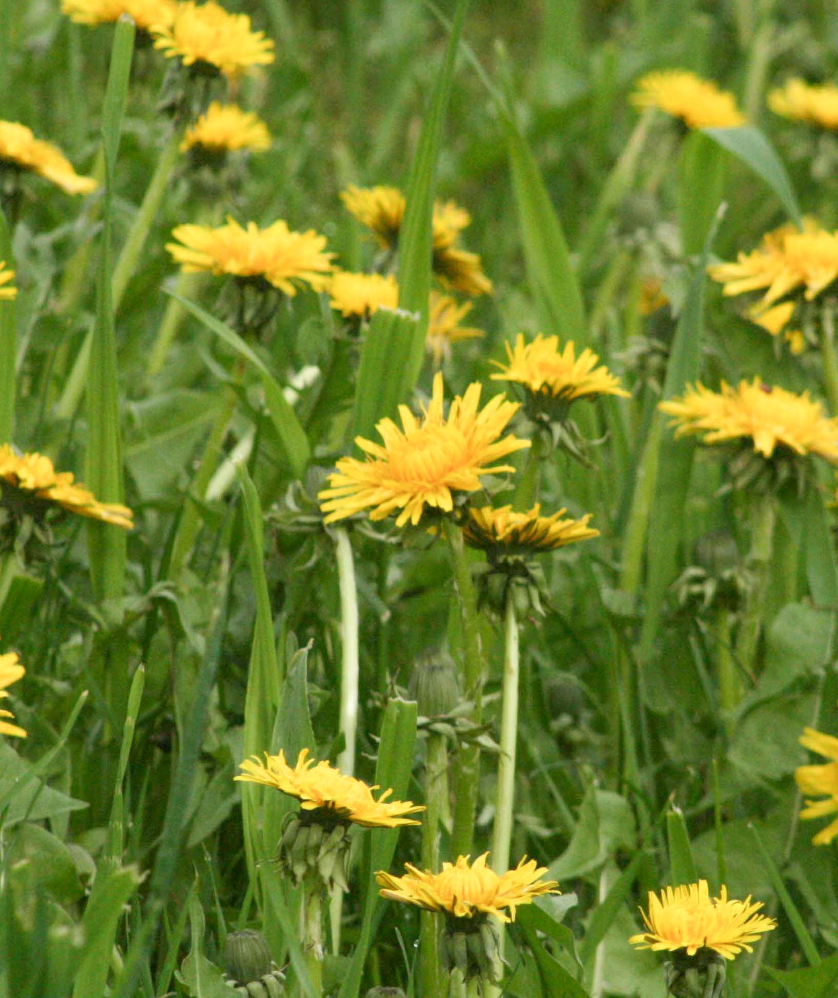 Dandelion (organic Extract)