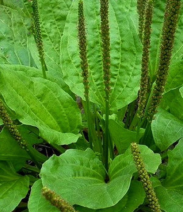 Onguent Irritation/démangeaison (a Base De Plantes Et Huile Biologiques)