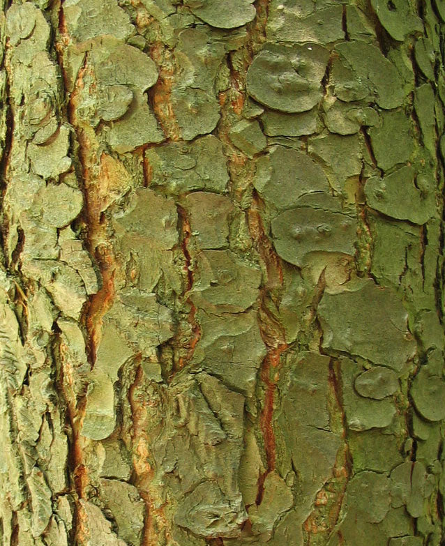 Eastern Hemlock Inner Bark (organic Herbal Tea)