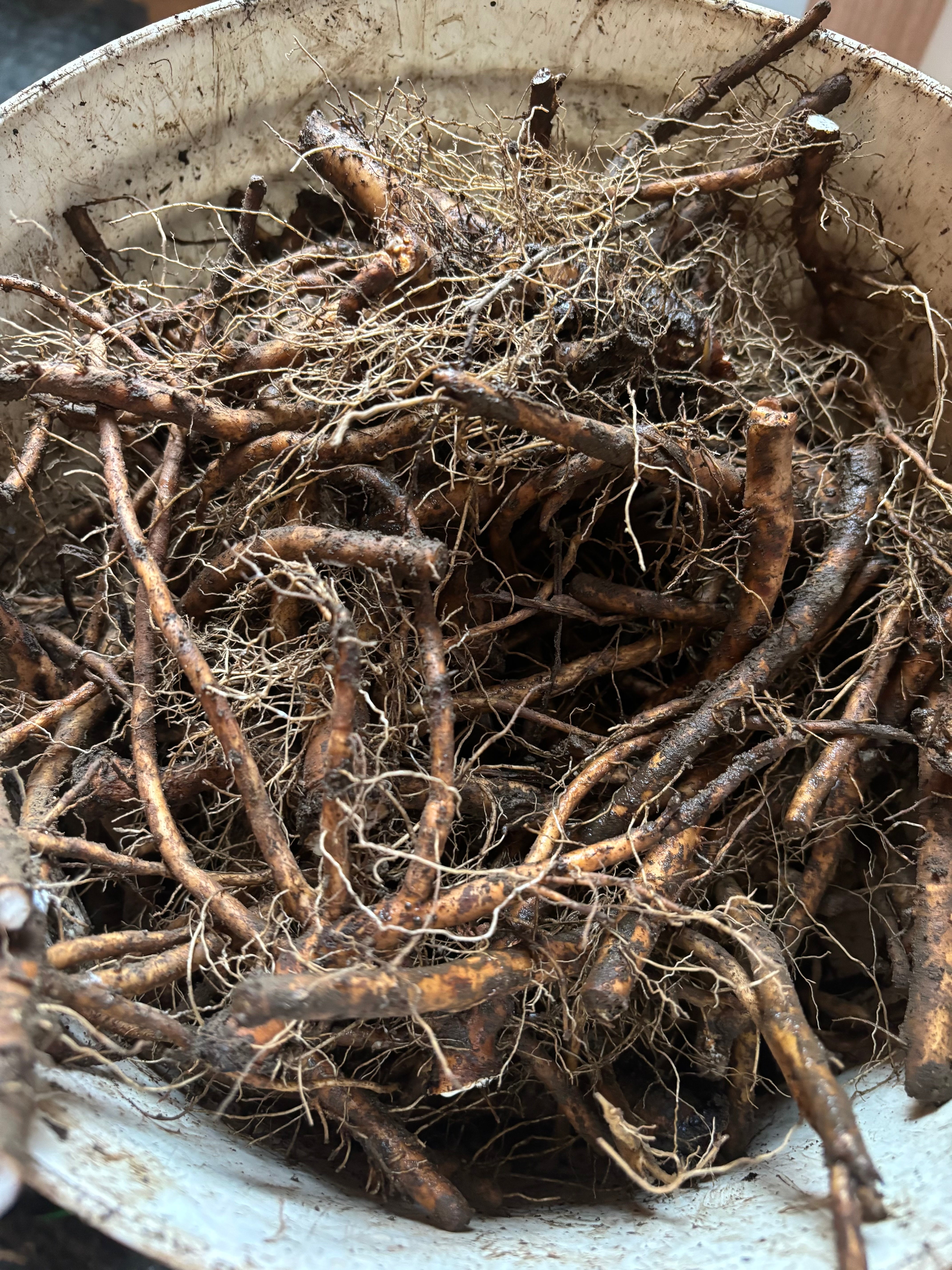 Module Automne - formation en herboristerie traditionnelle