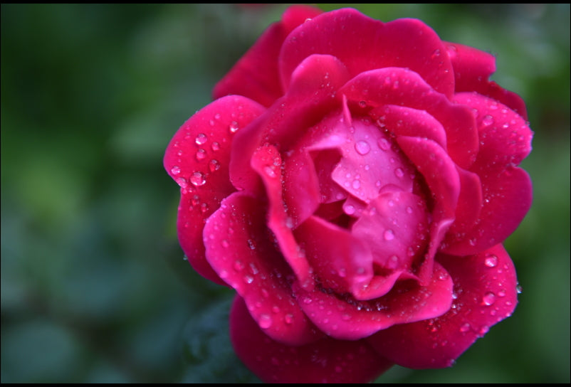 ROSE (TISANE BIOLOGIQUE)