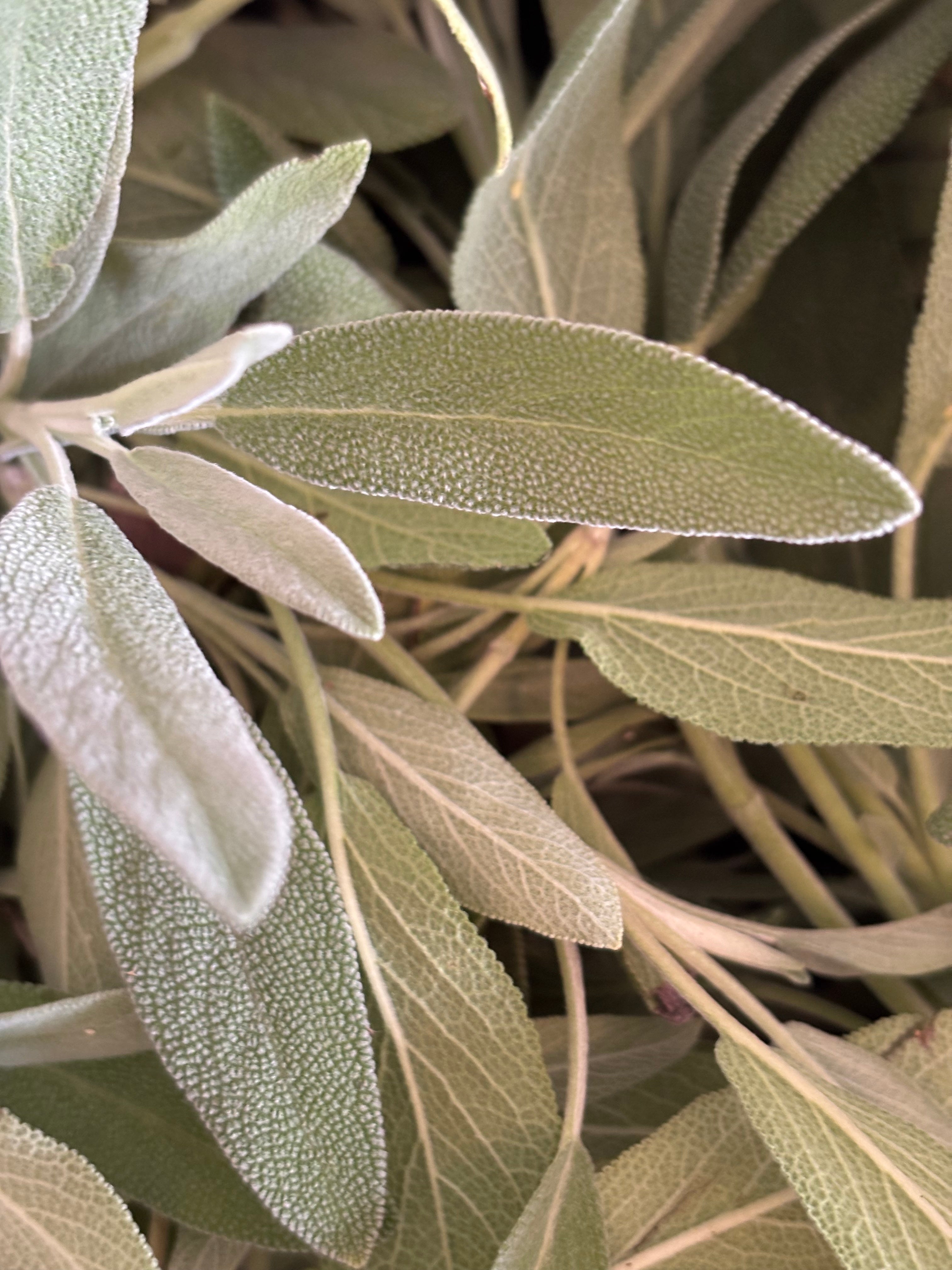 Sage (organic Extract)