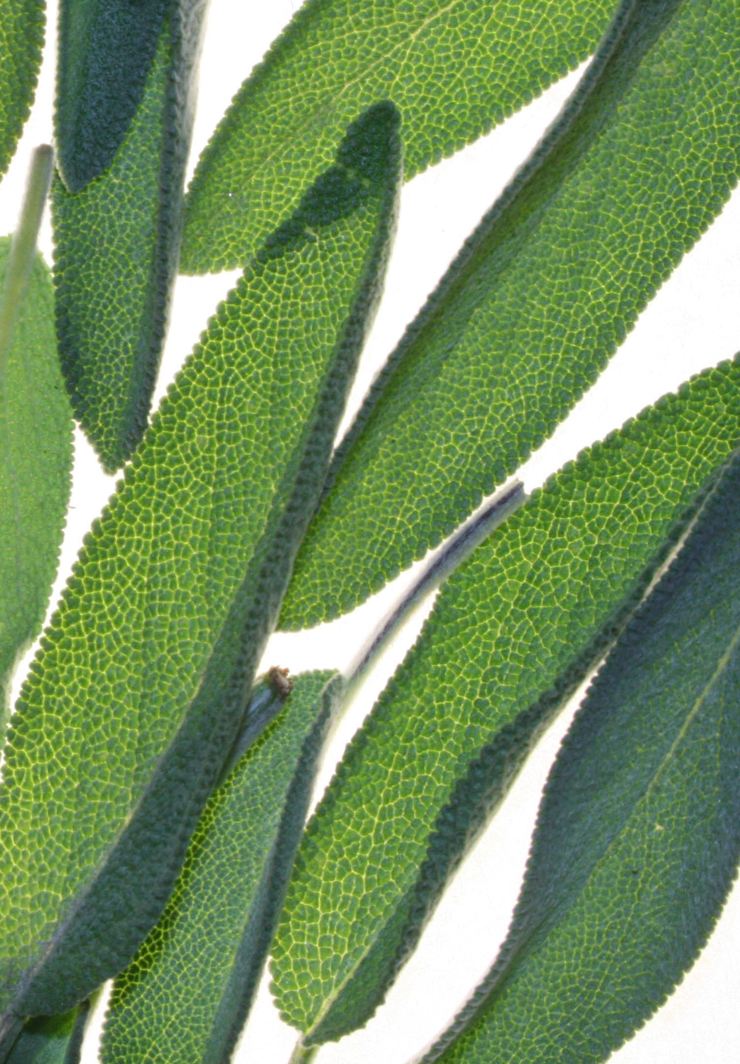 Sage (organic Extract)