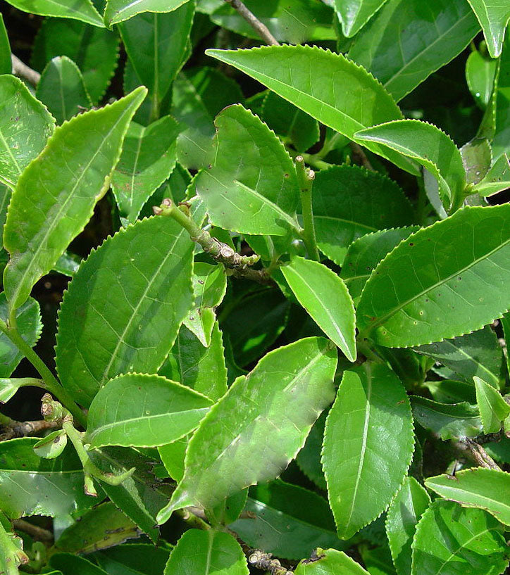 Thé Vert Gunpowder (tisane Biologique)