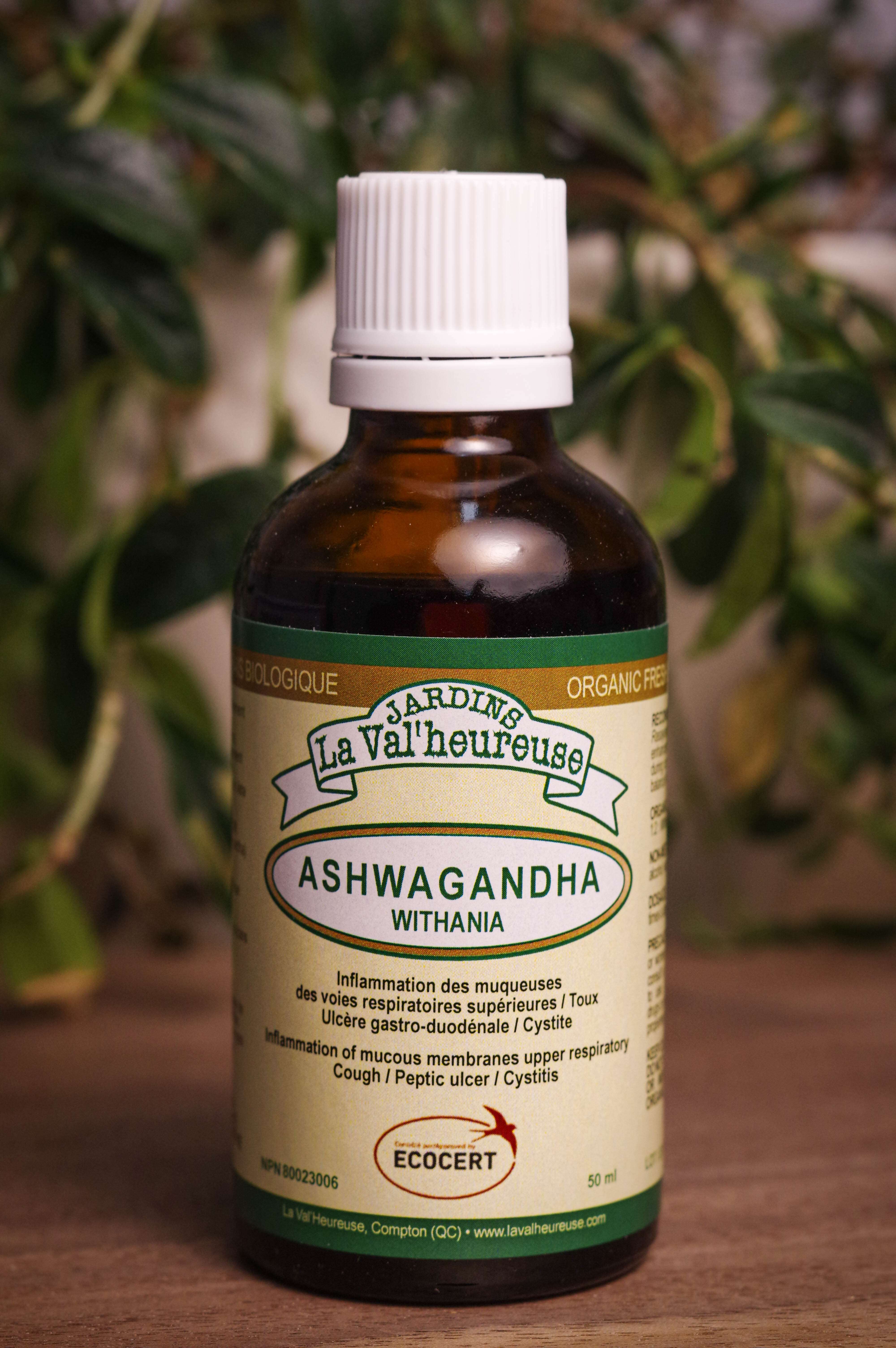 Bouteille de concentré liquide simple d'Ashwagandha en gros plan