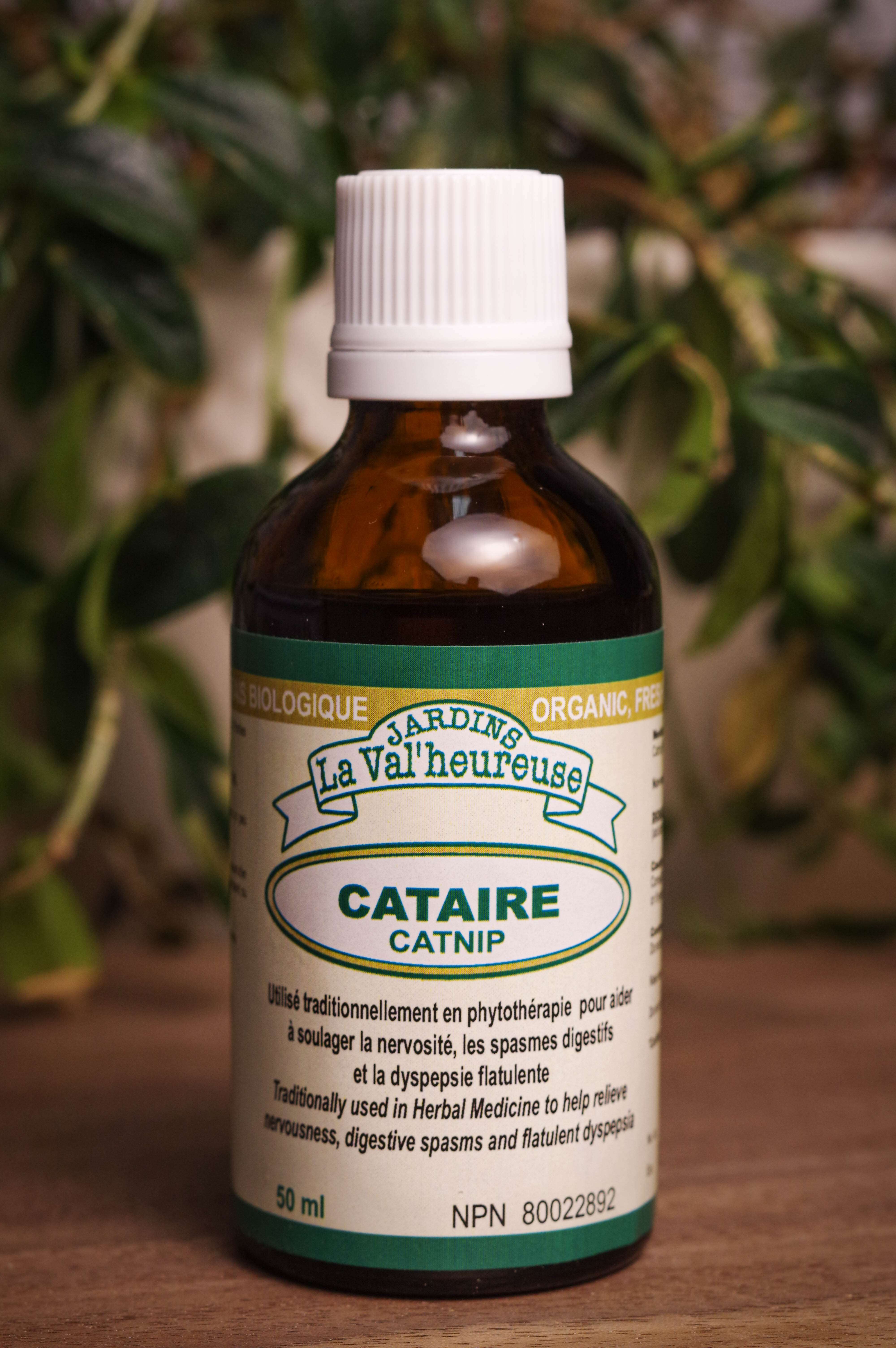 Bouteille de concentré liquide simple de Cataire en gros plan