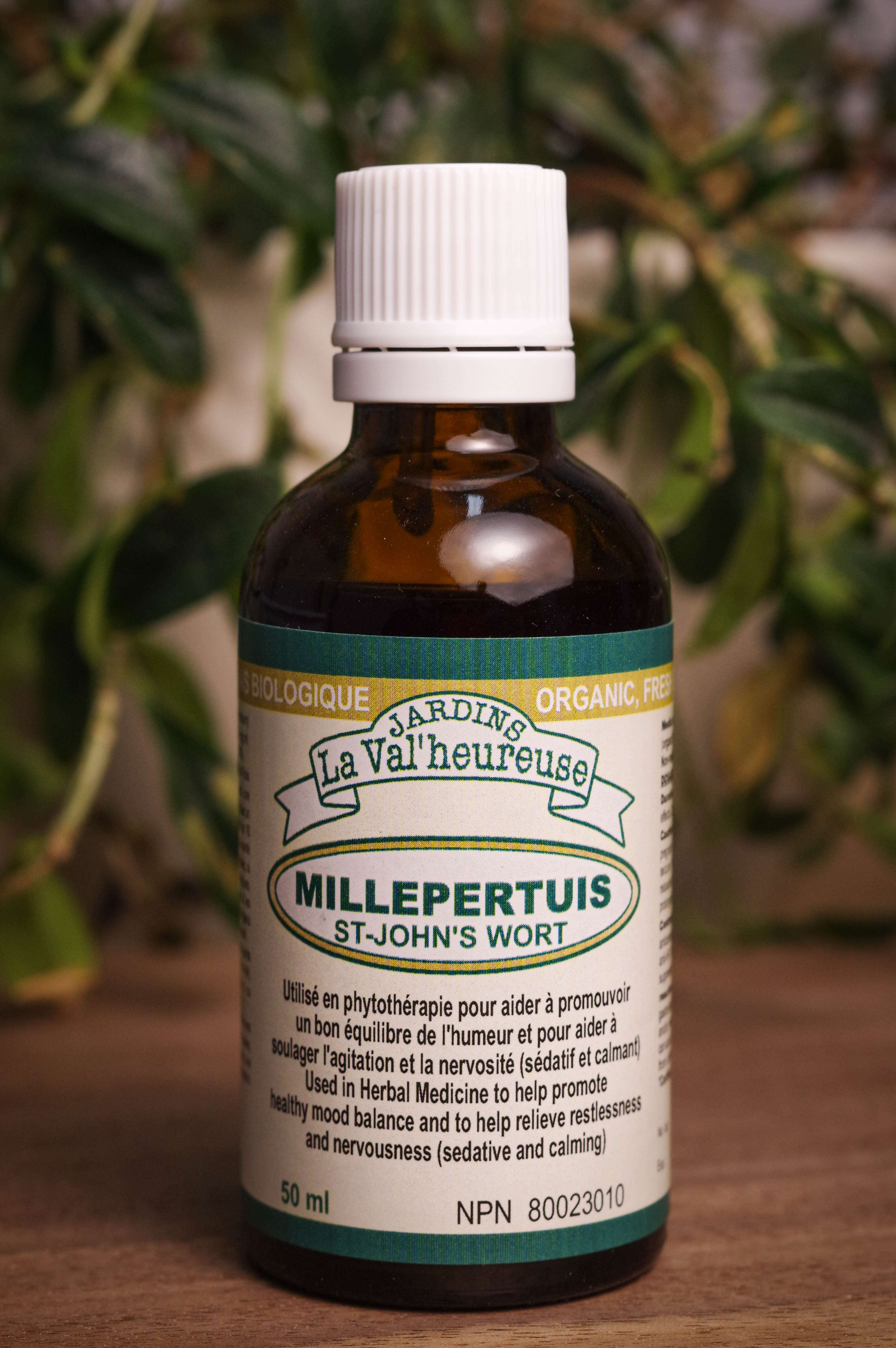 Bouteille de concentré liquide simple de Millepertuis en gros plan