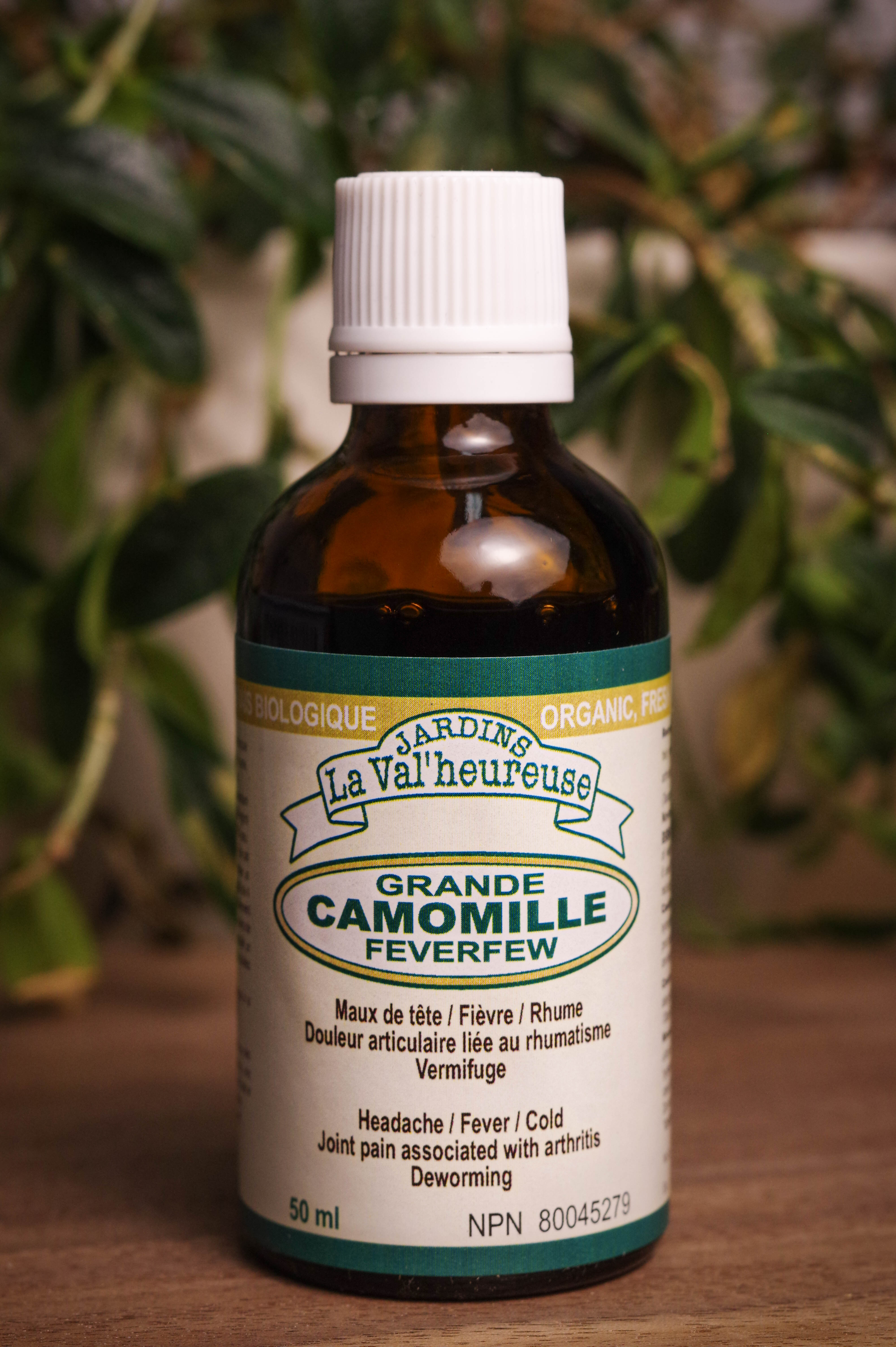 Bouteille de concentré liquide simple de Grande Camomille en gros plan