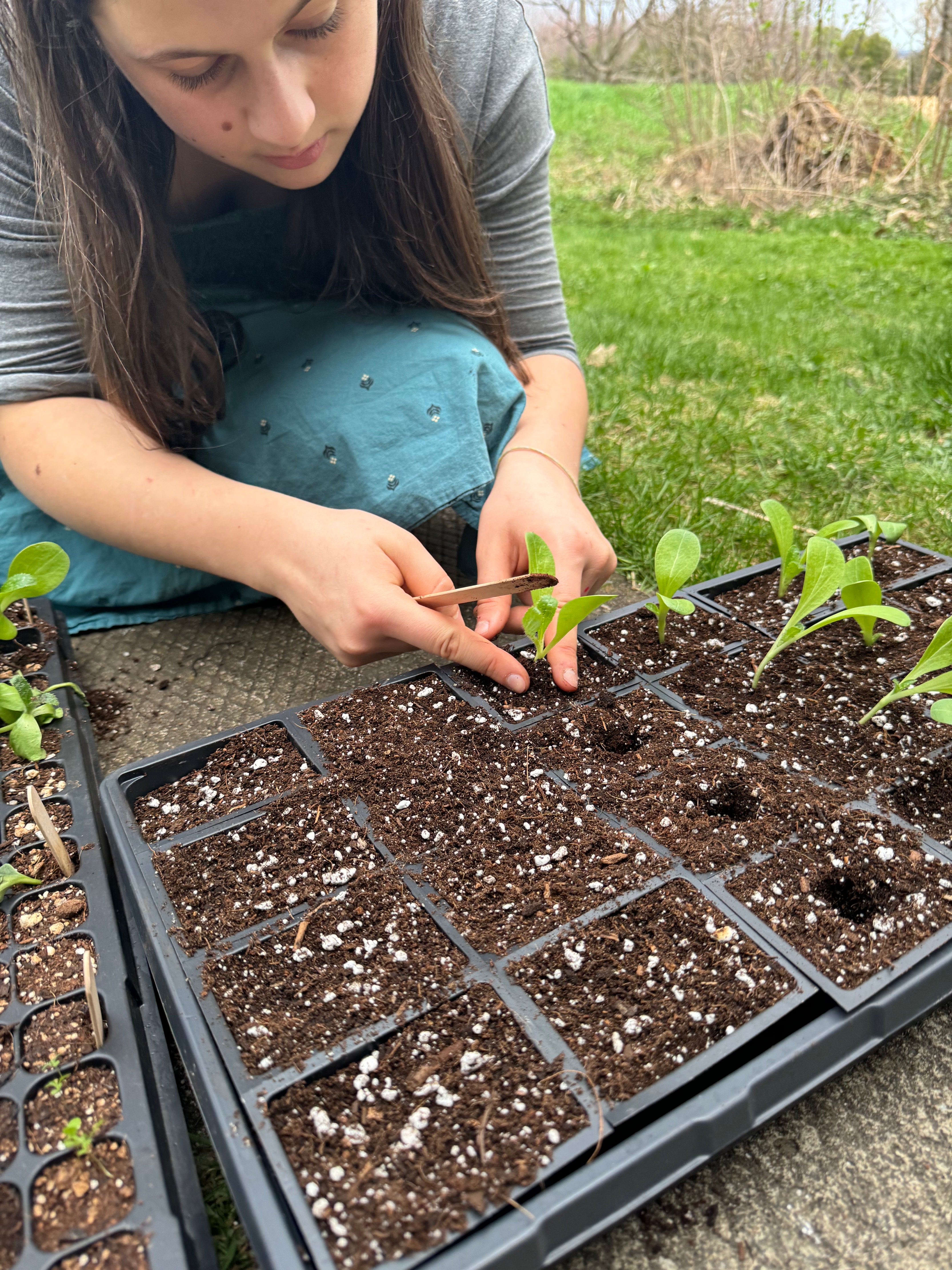 Une jeune fille transplante de jeunes plants dans un multi cellule plus grand.