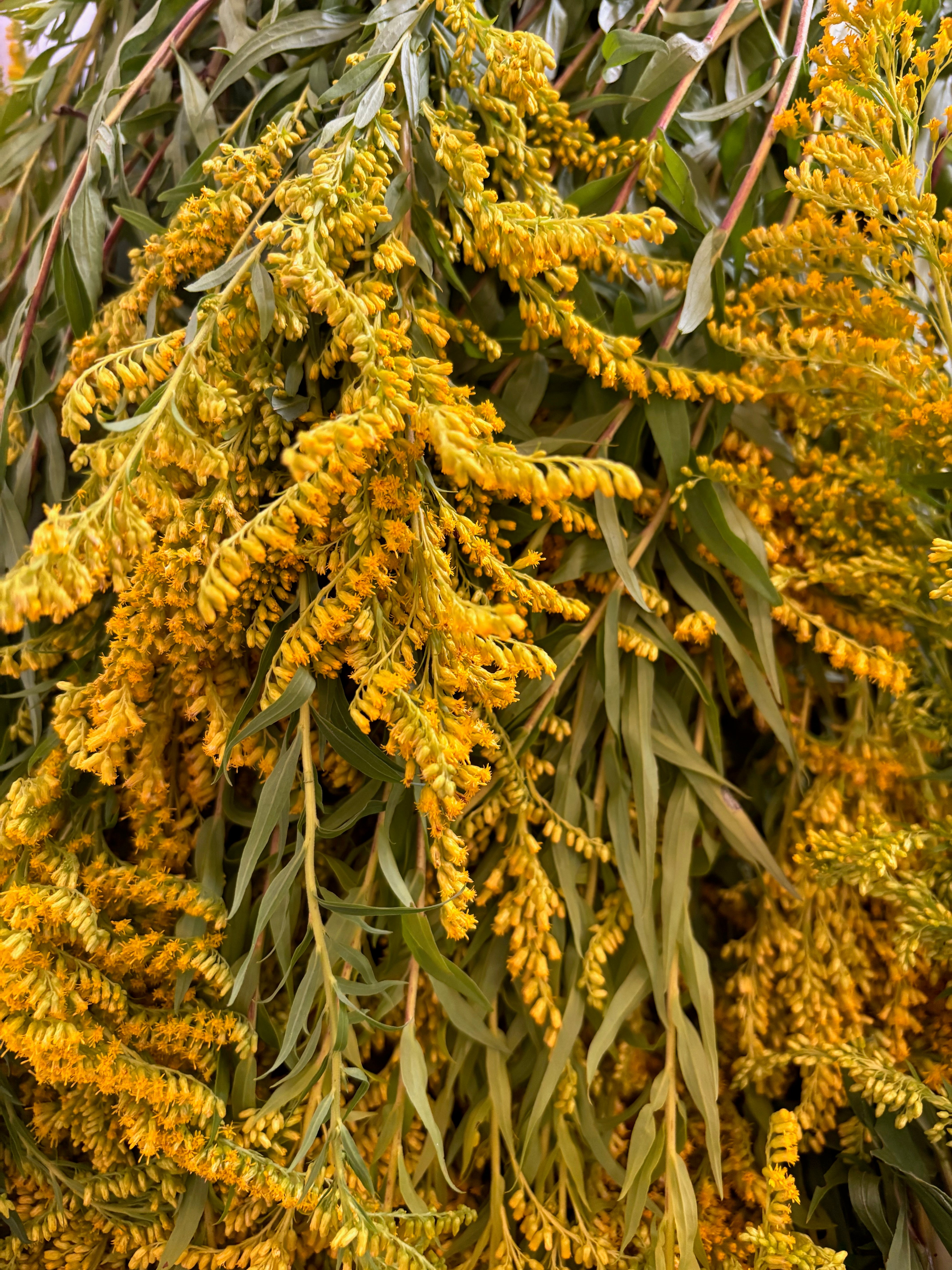 Photo de fleur et feuilles de Verge d'or (Solidage).