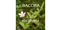 TISANE BIO BACOPA, «brahmi» / (Bacopa monnieri)