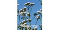 TISANE BIO VALÉRIANE (Valeriana officinalis)  (Racines)