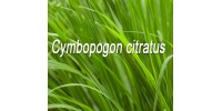 TISANE BIO CITRONNELLE, Verveine des Indes, (Cymbopogon citratus)