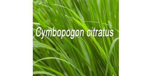 LEMONGRASS ORGANIC HERBAL TEA, Indian Verbena, (Cymbopogon citratus)