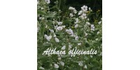 TISANE BIO GUIMAUVE  Althaea officinalis  (feuille)