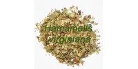 ORGANIC HERBAL TEA WITCH HAZEL (Hamamelis virginiana)