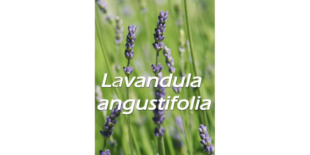 Lavandin Flowers - 1 lb Bulk - Organic | Mountain Rose Herbs