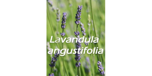 TISANE BIO LAVANDE (Lavendula angustifolia)/ Fleurs entières