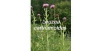 TISANE BIO LEUZEA - CORNE DE MARAL – (Leuzea carthamoides), Racine  