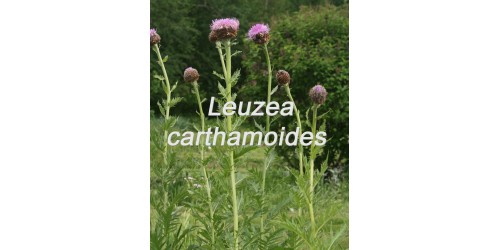 TISANE BIO LEUZEA - CORNE DE MARAL – (Leuzea carthamoides), Racine  