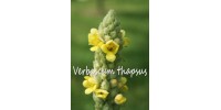 ORGANIC HERBAL TEA MULLEIN (Verbascum thapsus) Flowers