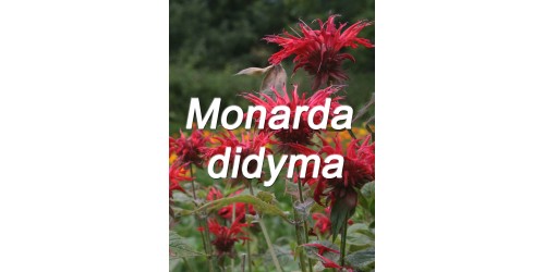 TISANE BIO MONARDE, (Monarda Didyma), thé d'Oswego