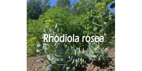 ORGANIC HERB TEA RHODIOLA (Rhodiola rosea) / Roots
