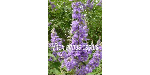TISANE BIO VITEX (Gattilier), (Vitex agnus-castus) FRUITS