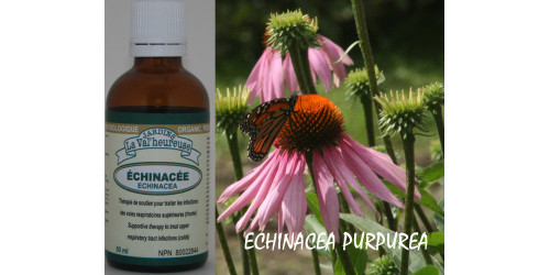 ECHINACEA, Organic tincture, (Echinacea purpurea) 
