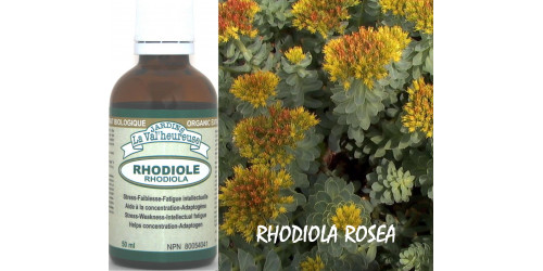 RHODIOLA, Organic Tincture, Rhodiola rosea,