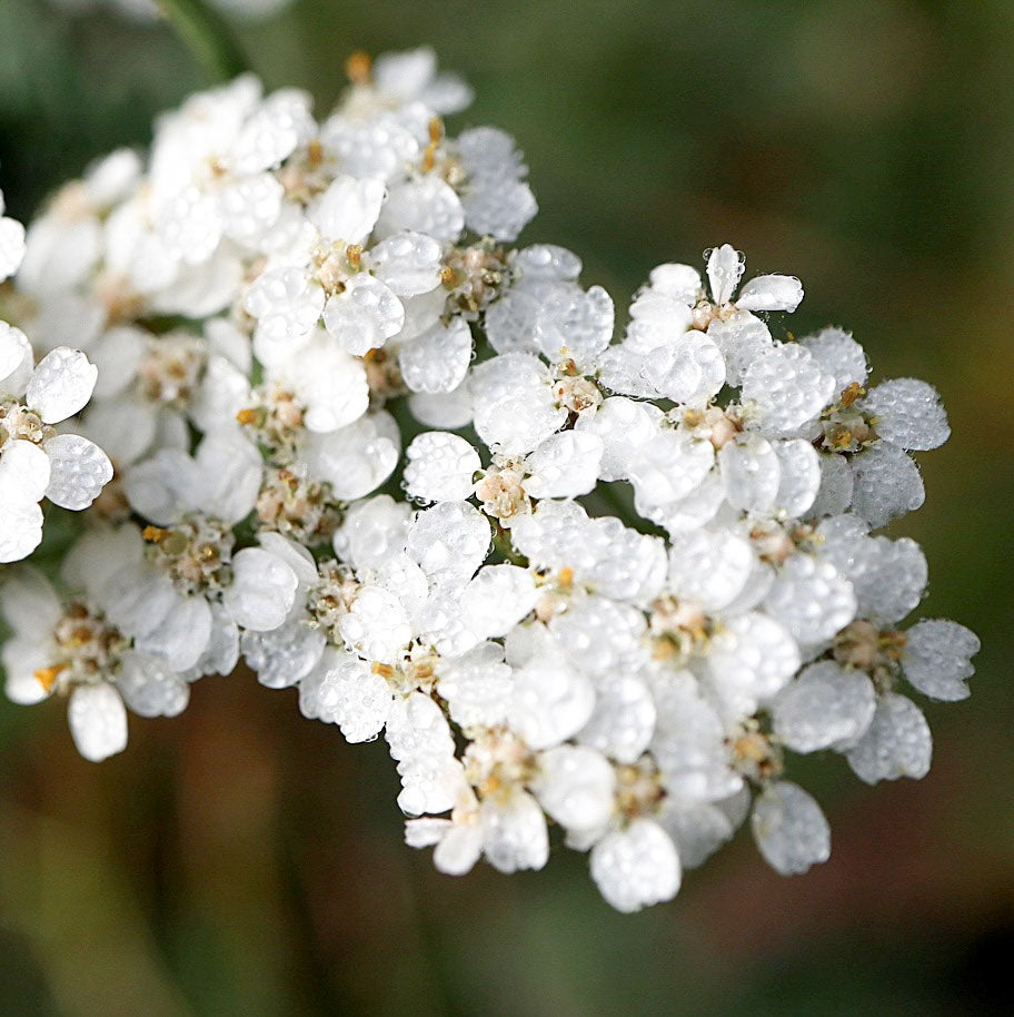 Gros plan sur une inflorescence d'Achillée Millefeuille.