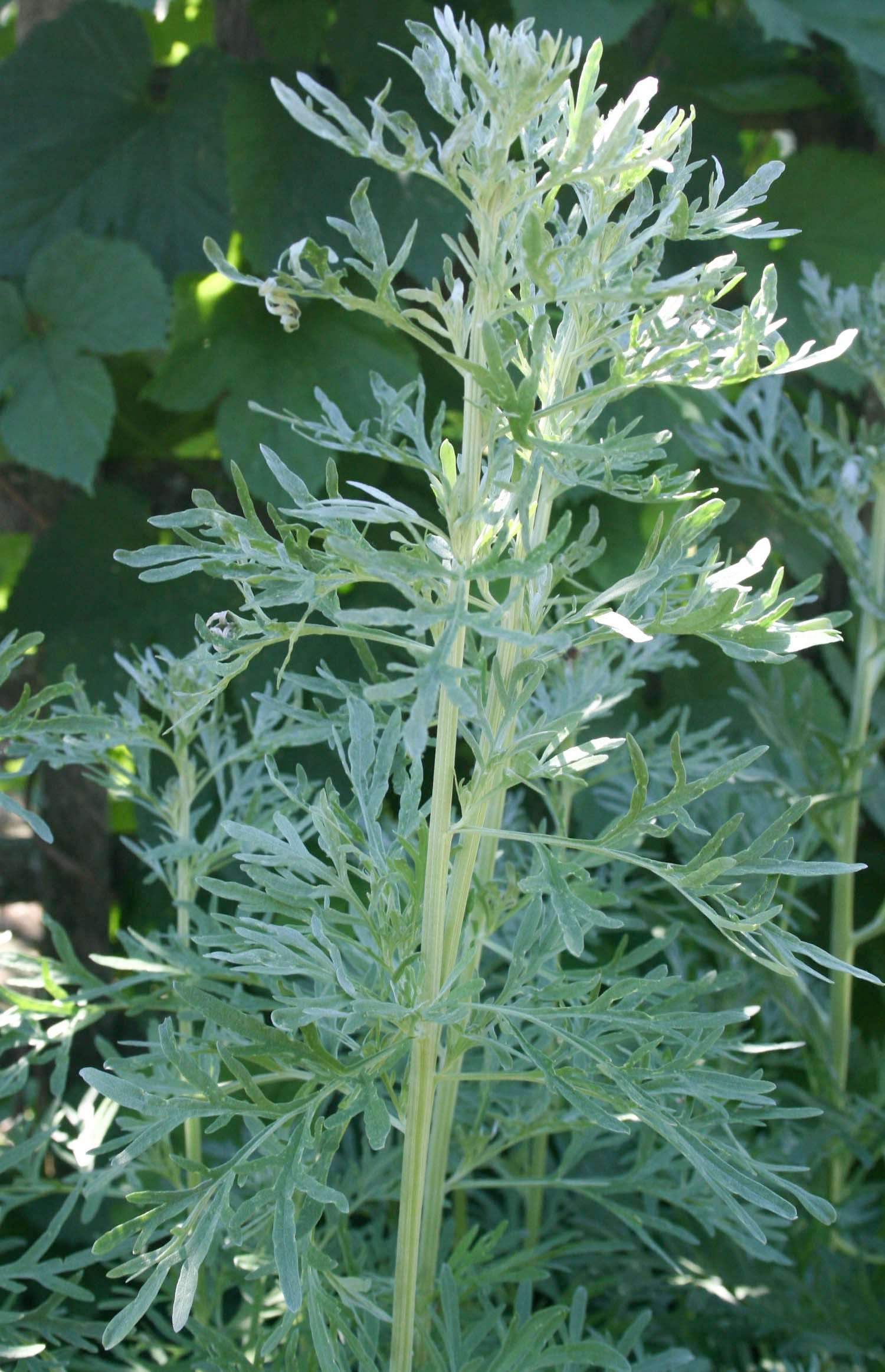 Armoise Absinthe (tisane Biologique)