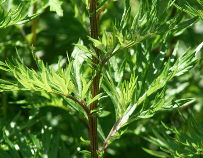Armoise Vulgaire (tisane Biologique)