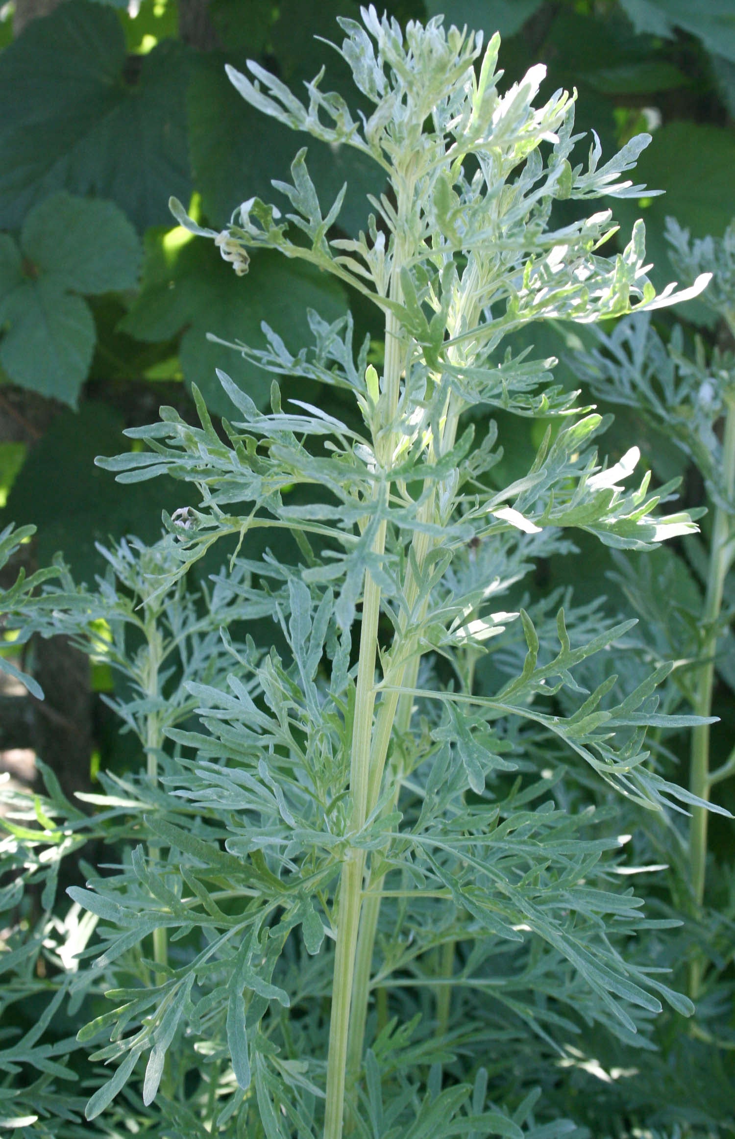 Armoise Absinthe (tisane Biologique)